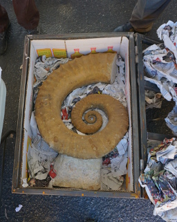 ammonite